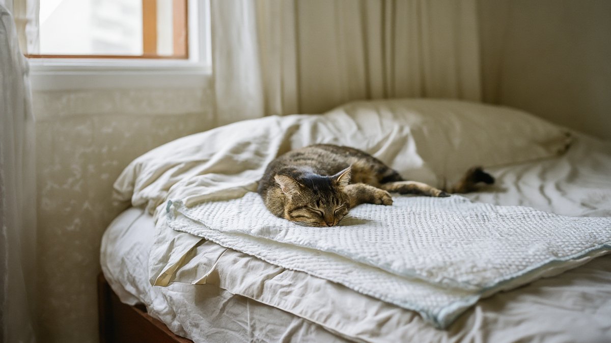 A tabby cat sleeping on a washable blanket beside a bright bedroom window with fresh air