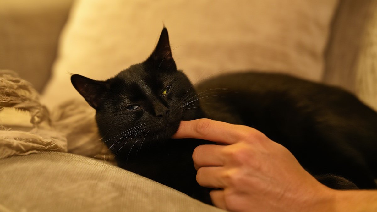 A black cat being gently scratched on the chin by a person while looking relaxed with half-closed eyes