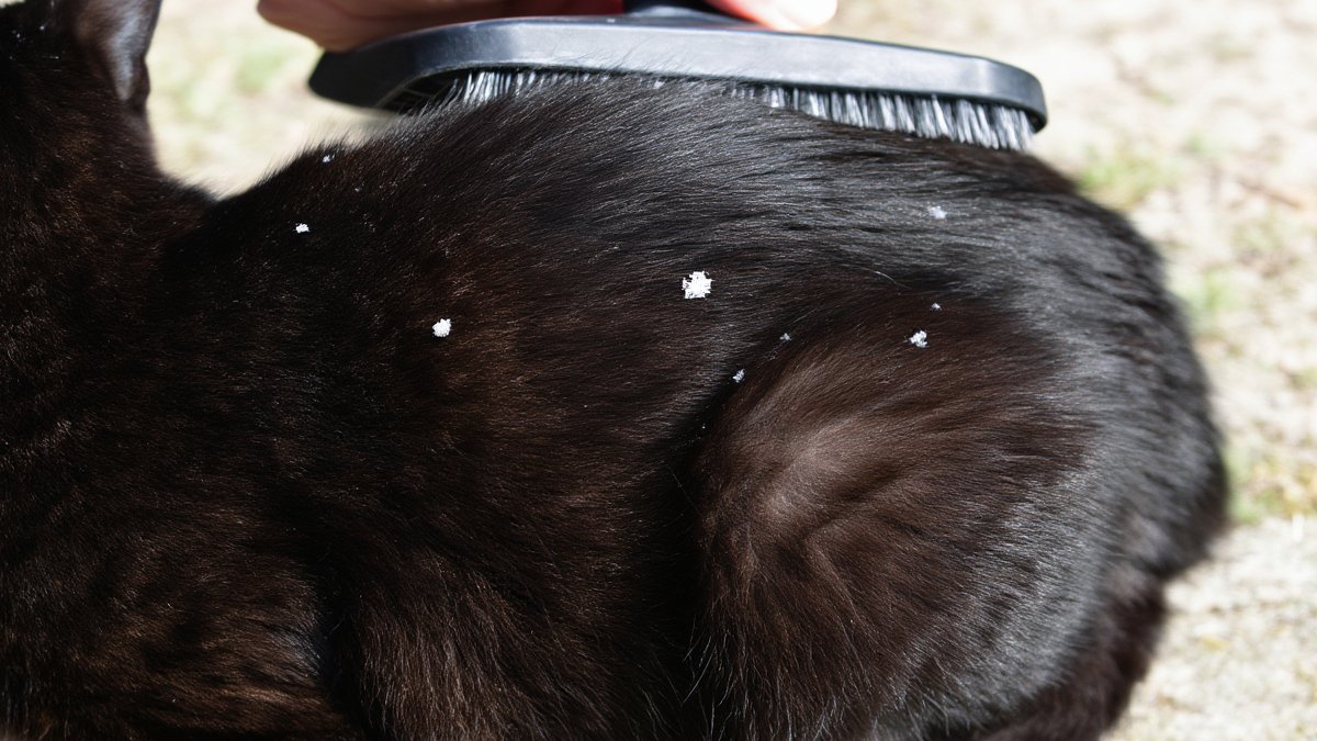 Close-up of a black cat’s back with small white flakes of dandruff visible against the dark fur while being brushed