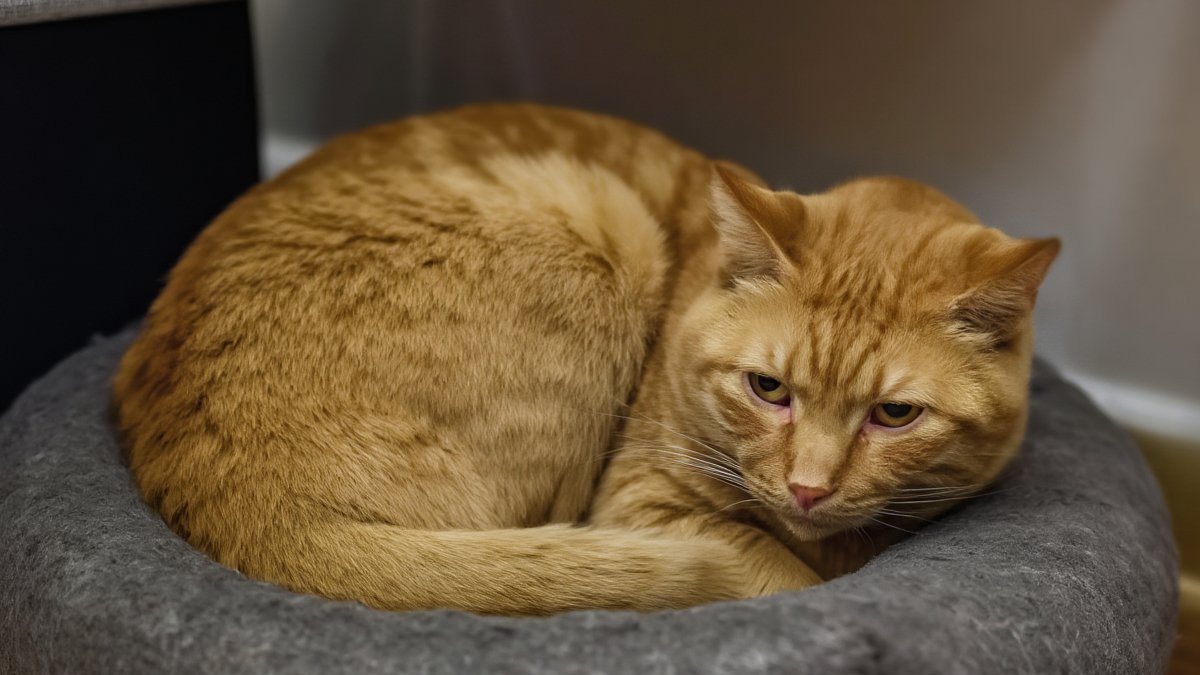 A ginger cat hunched low with narrowed eyes and a tense posture, curled quietly in a cat bed