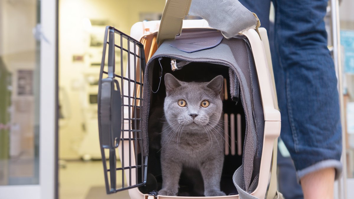 A gray British Shorthair cat sitting calmly in a travel carrier carried by its owner toward a bright clinic entrance