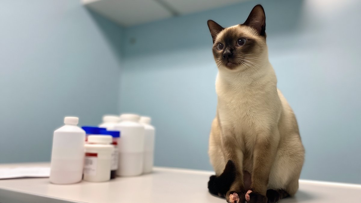 A Siamese cat sitting upright on a veterinary exam table beside blurred medication bottles in a softly lit clinic room