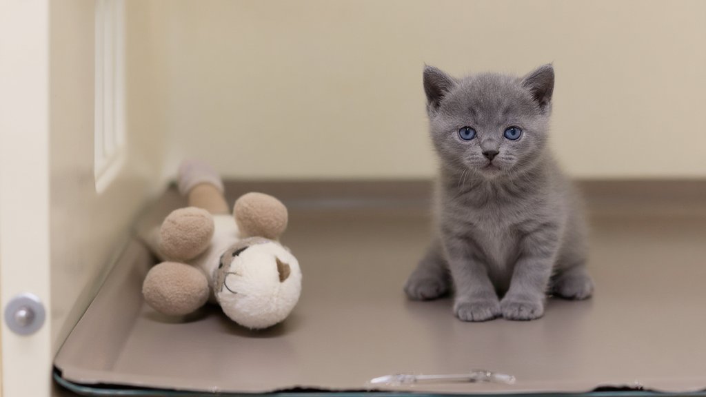 A tiny grey kitten with bright blue eyes sitting in a veterinary scale basket beside a plush toy
