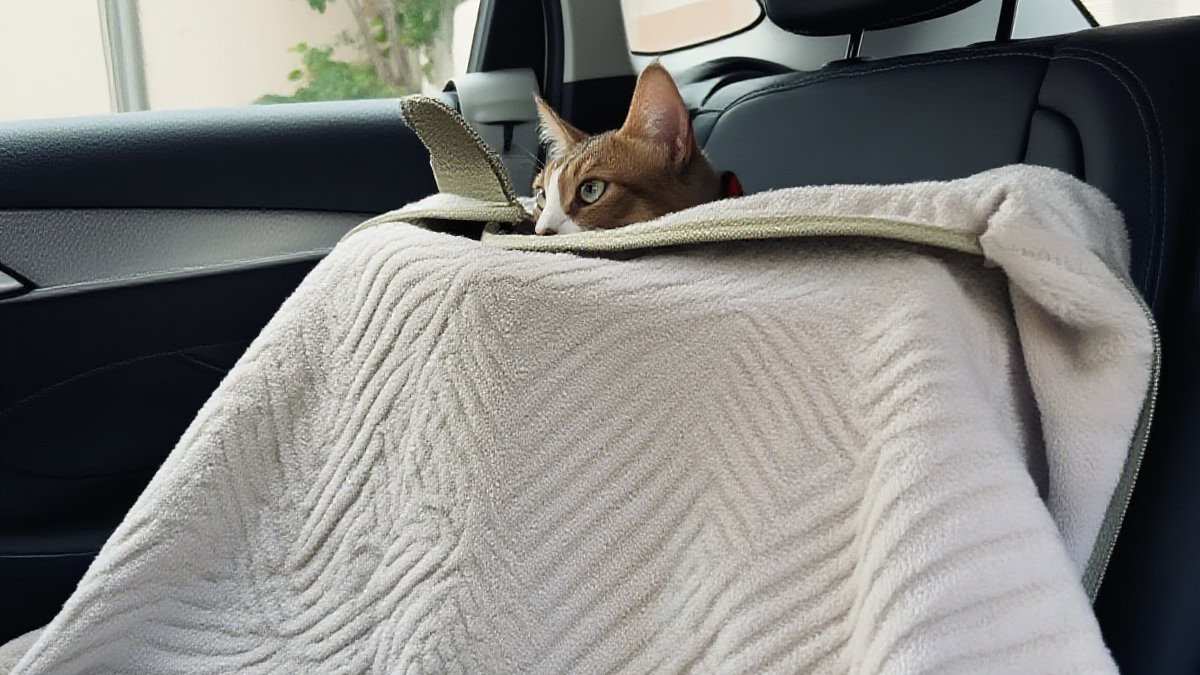 A soft blanket-lined carrier with a curious cat peeking out of the top flap, on a car back seat