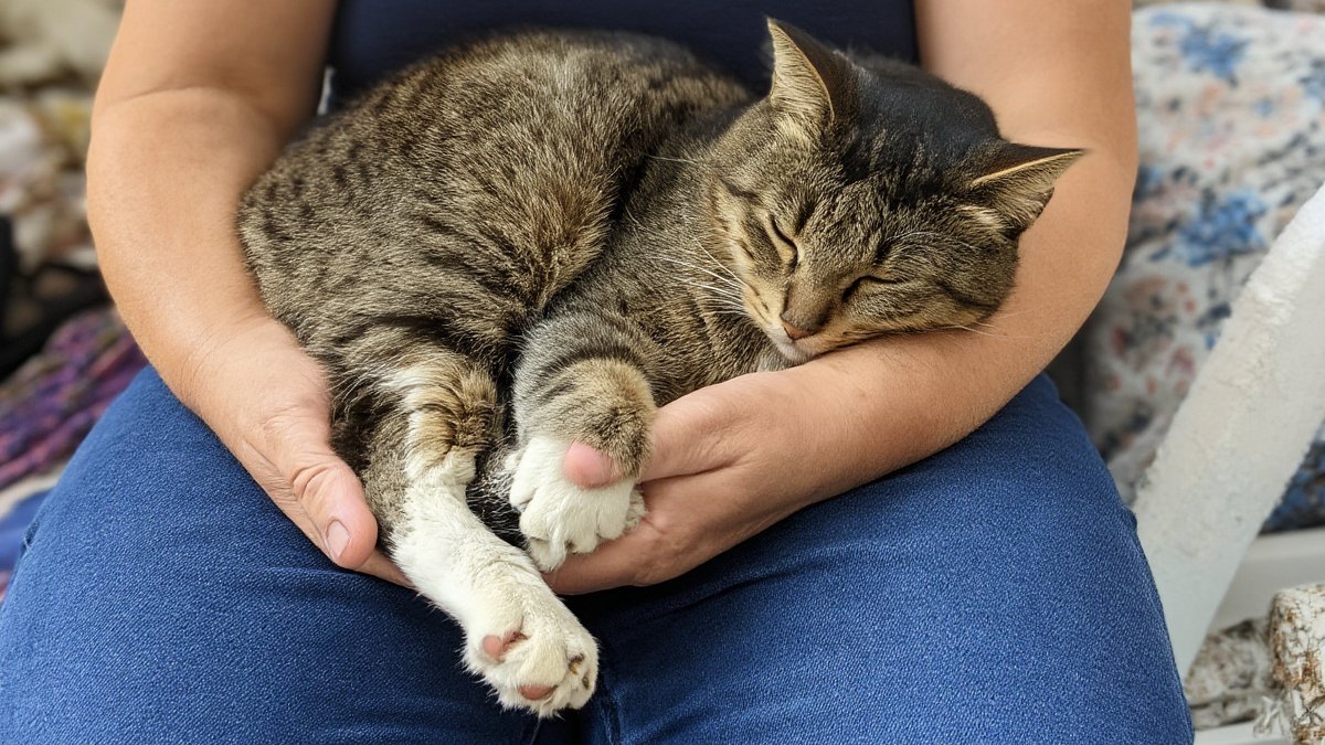A soft blanket with visible paw-shaped dimples where a cat kneaded before settling down
